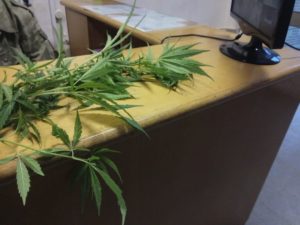 Откуда завезли коноплю как вырастить из семян марихуаны